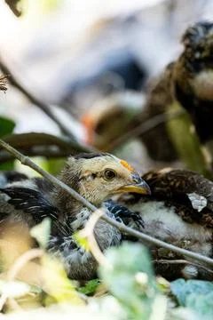 Tiny Chick Exploring the Wild Garden. Adorable Chick Portrait with Soft Bokeh Stock Photos