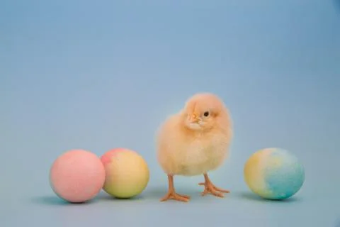 Tiny chick facing camera surrounded by colorful Easter eggs Stock Photos