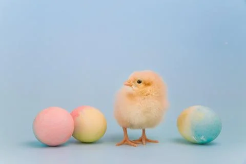 Tiny chick facing camera surrounded by colorful Easter eggs Stock Photos
