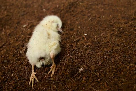 Tiny Chick Fallen on Soil Stock Photos
