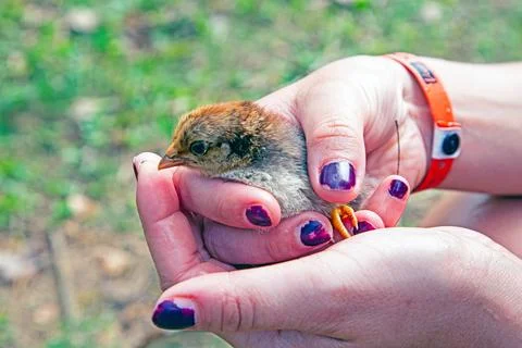 Tiny chick held gently in hands outdoors Stock-Fotos