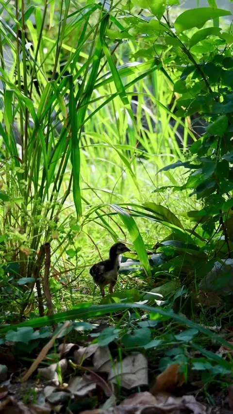 A Tiny Chick in the Jungle Stock Footage 324592762