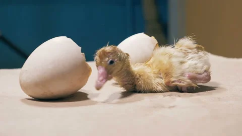 Tiny chick is shaking near eggshell, close up. Vídeos de archivo 91379940