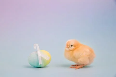 Tiny chick with a single Easter egg Stock Photos