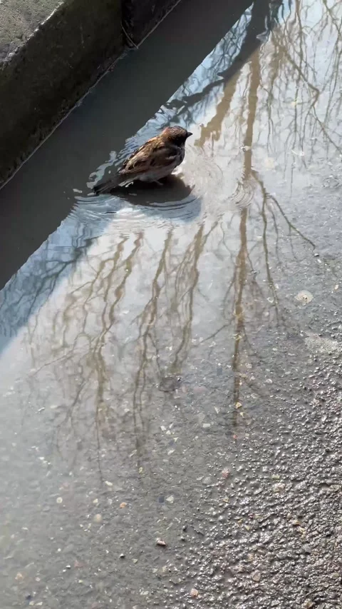 Tiny chick splashing playfully in a sunlit puddle on an autumn street Stock Footage 323422759