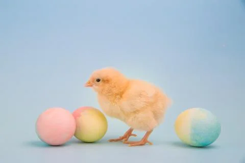 Tiny chick surrounded by colorful Easter eggs Stock Photos
