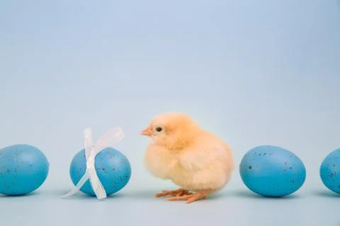 Tiny chick surrounded by Easter eggs Stock Photos