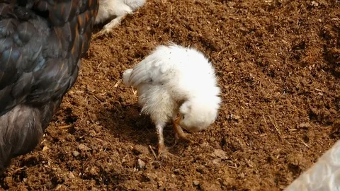 Tiny chickens fed in the open field,natural chicken cubs, 스톡 동영상 91262991