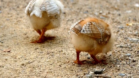 Tiny chickens fed in the open field,natural chicken cubs, 스톡 동영상 91263401