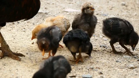 Tiny chickens fed in the open field,natural chicken cubs, 스톡 동영상 91263626