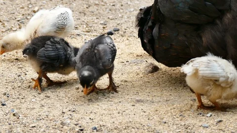 Tiny chickens fed in the open field,natural chicken cubs, Stock Footage 91263765