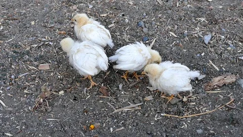 Tiny chickens fed in the open field,natural chicken cubs, 스톡 동영상 93602840