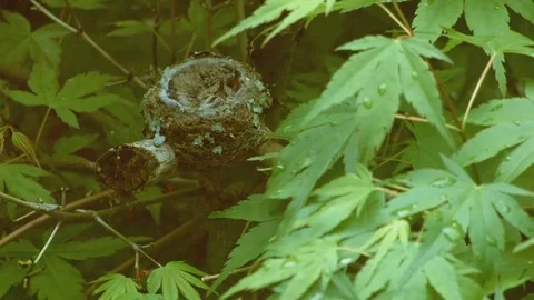 Tiny chicks Anna's Hummingbird Nest and Chicks Oregon 01 Stock Footage 81916010