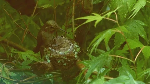 Tiny chicks cleaned by mother in rain Anna's Hummingbird Nest and Chicks Oregon Stock Footage 81916062