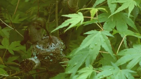 Tiny chicks get fed Anna's Hummingbird Nest and Chicks Oregon 17 Stock Footage 81916086