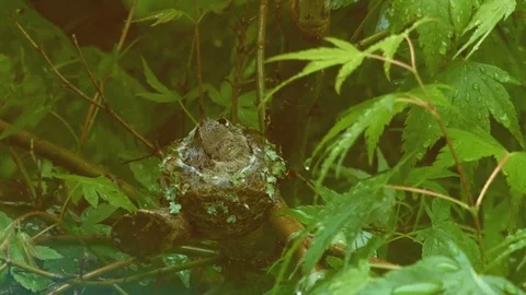 Tiny chicks get fed in rain Anna's Hummingbird Nest and Chicks Oregon 02 Video stock 81916126