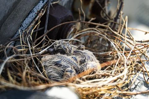 Tiny chicks nestle close in woven twigs Stock Photos