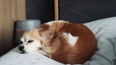 Tiny chihuahua curled up in a ball sleeping on a soft bed Stock Footage 310727959