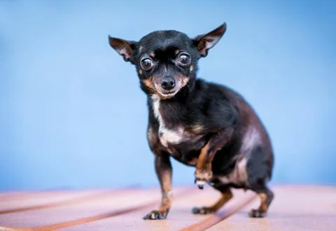 A tiny Chihuahua dog with large bulging eyes Stock Photos