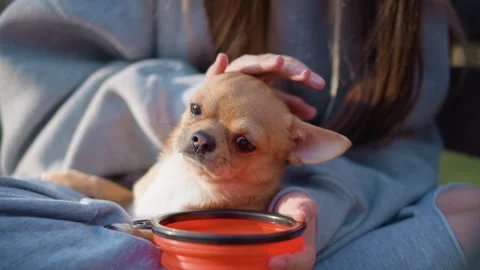 Tiny chihuahua taking treat from hand on lap, orange collapsible bowl beside Stock Footage 326207342