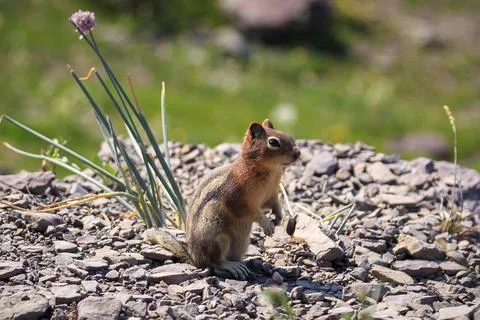 Tiny Chipmunk on the Trail, Glacier National Park, Montana Stock-Fotos