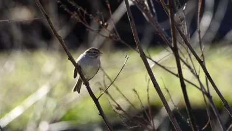 Tiny Chipping Sparrow on Branch - Observing, Then Flying Video stock 306925684