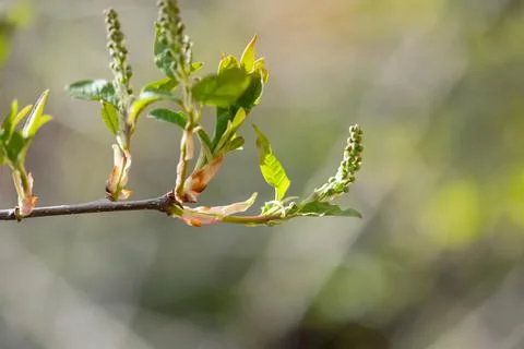 Tiny Choke Cherry Buds Foto stock
