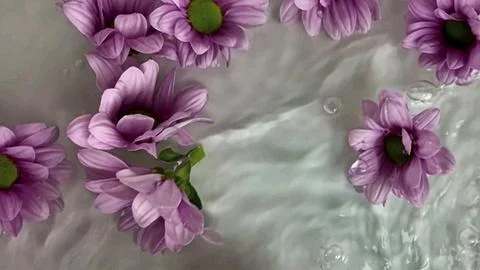 Tiny chrysanthemum flowers floating in water. Purple chrysanthemum blossoms Stock Photos