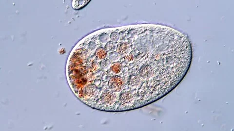 Tiny Ciliate Organisms Swimming Under Biological Microscope Vidéo 318946560