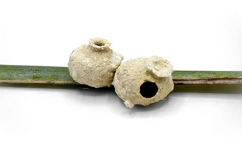 Tiny, clay pot pottery the handiwork of a Potter Wasp - Eumenes sp - nest o.. Stock Photos