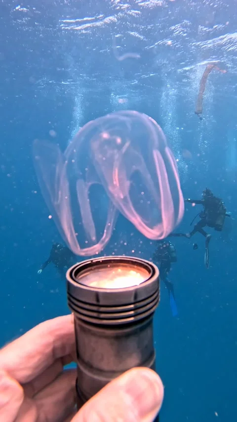 Tiny Clear Jellyfish Dances In Torchlight, mauritius - 04 Mar 2024 Video stock 273501761