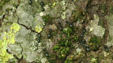 Tiny Climbers – Ants on a Tree Trunk Stock Footage 313521274