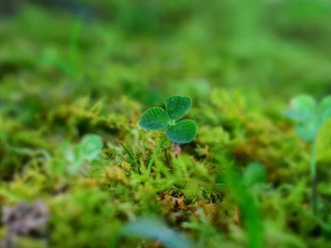 Tiny clover Stock Photos