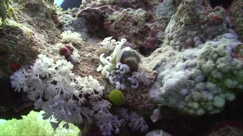 Tiny Clown fish Video stock 263030479