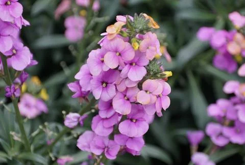 The tiny cluster of Wall-flower Brightside Purple Glow Stock Photos
