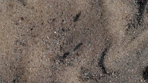 Tiny Coastal Fish Holding Position in Current Over Sandy Tropical Bottom Video stock 337022477