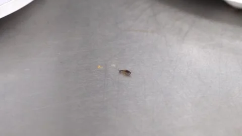 Tiny cockroach pest on a dirty scratched metal surface Stock Footage 329171070