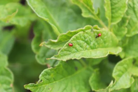 Tiny colorado beetle larva hatched on a potato plant Stock Photos