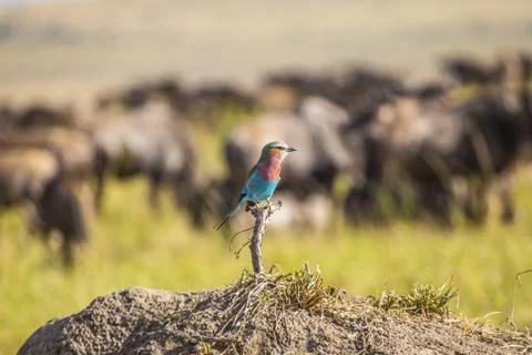 Tiny colorful bird standing on a stick in Masai Mara Safari. Kenya Stock Photos