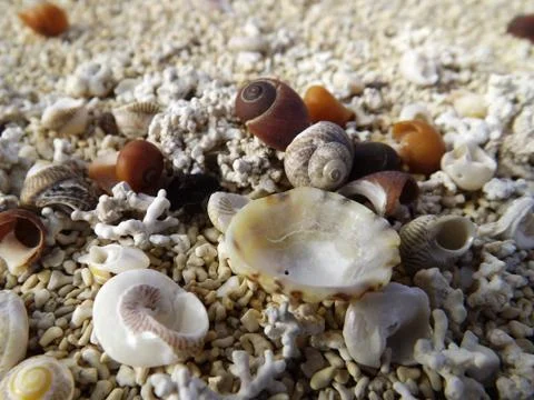 Tiny coloured pretty shells on the sandy beach Stock Photos