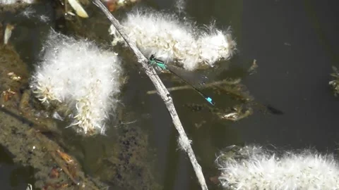 Tiny common blue damselfly above the water Video stock 308182390