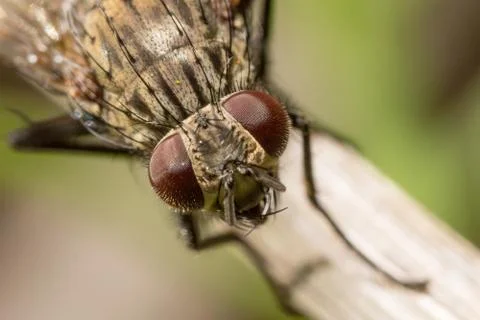 Tiny common fly portrait in the wild Stock Photos