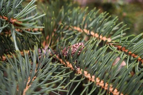 Tiny Cone on a Pine Branch Stock Photos