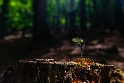 Tiny conifer seedling growing on mossy tree stump in dark forest, spotlight.. Stock Photos