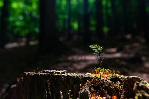 Tiny conifer seedling growing on mossy tree stump in dark forest, spotlight.. Stock Photos