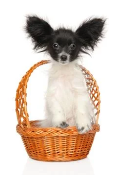 Tiny Continental Toy Spaniel in wicker basket Stock Photos