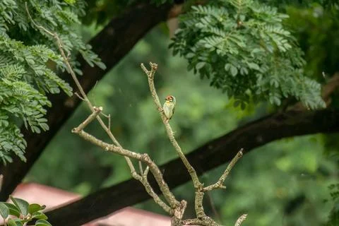 Tiny Coppersmith Barbet on the branch of tree Stock Photos