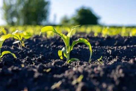Tiny corn plants emerge from the dark soil in a field under bright sunlight.. Stock Photos