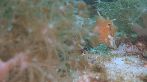 A tiny cow fish is very carful but curious. not bigger that 2 fingers Stock Footage 103589396