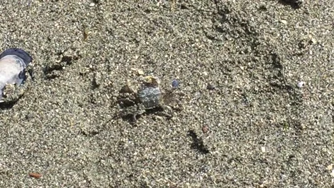 Tiny Crab on the Beach Stock Footage 103354848
